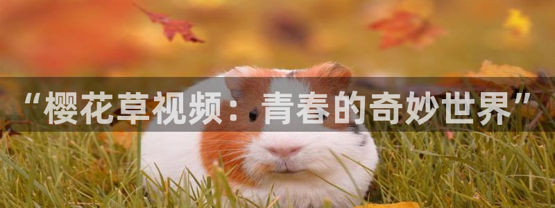 樱花视频免费看电影