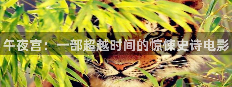 樱花视频电视剧免费观看高清