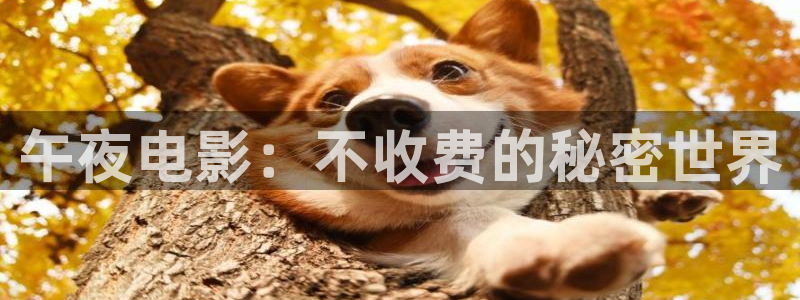 星空影视 在线